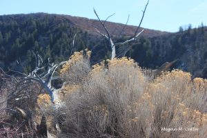 A – Mesa Verde 3.29.2018