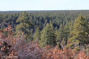 F- Chicken Foot Trail Mancos State Park 3.30.2018