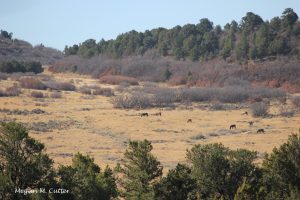 J – Horse Gulch 6 – 4.2.2018