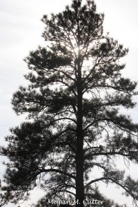 M – Chicken Foot Trail Mancos State Park 3.30.2018