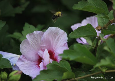 Bee Flower