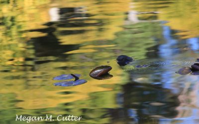 Unforeseen Beauty: San Francisco Japanese Tea Gardens and Botanical Garden